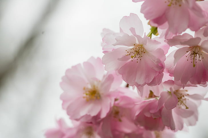 селективная фотография розовый цветок с лепестками, розовый цветок, выборочный, фотография, цветок, алнарп, блум, весна, розовый, цвет, природа, растение, весна, свежесть, лепесток, цветок. Голова, крупный план, белый, HD обои