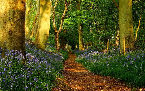 Spring Forest Tapety Hd Tapety, Tapety HD HD wallpaper