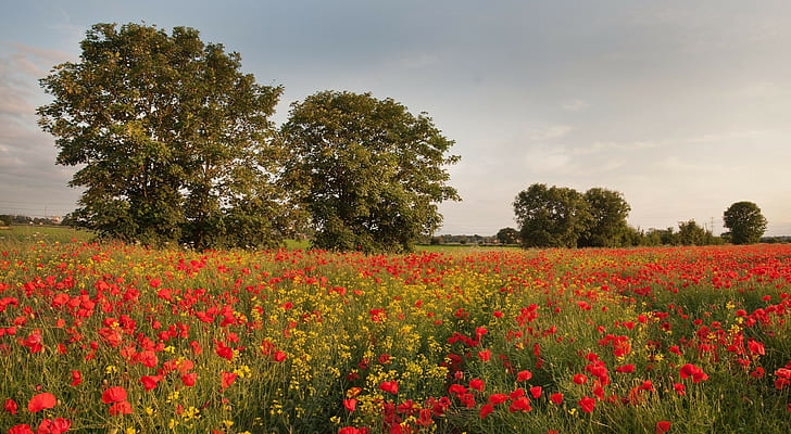 Field with poppies, field, poppies, wildflowers, Red, yellow, trees, HD wallpaper