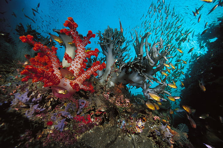 underwater world, fish, algae, colored, HD wallpaper