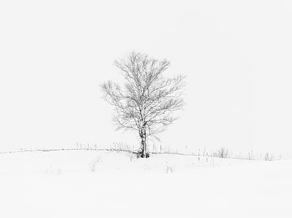 Samotne drzewo, nagie drzewo, biały, natura, zima, czarny, drzewo, japonia, śnieg, monochromatyczny, minimalizm, czarno-biały, hokkaidoprefecture, biei, bieicho, hokkaido, Tapety HD HD wallpaper