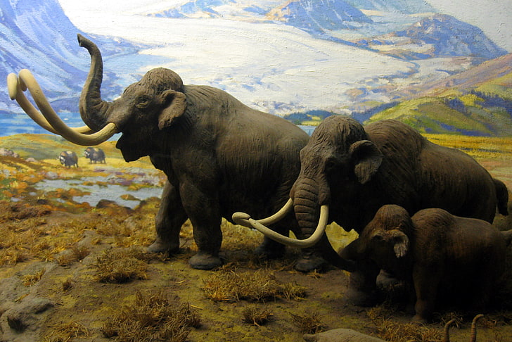 Mammuts, nordamerikanische Säugetiere, HD-Hintergrundbild