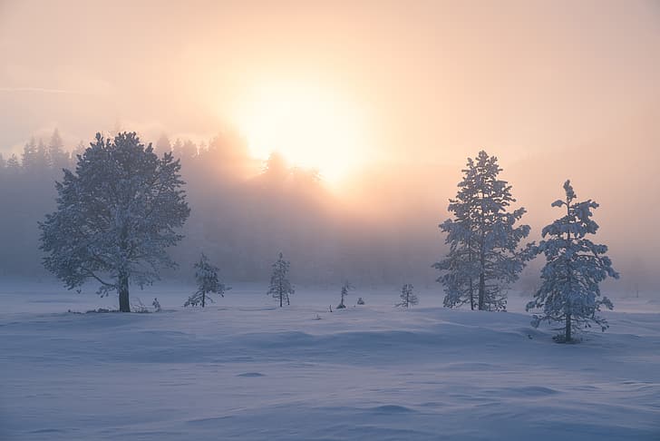 winter, snow, trees, fog, sunrise, dawn, morning, Norway, the snow, RINGERIKE, HD wallpaper