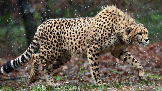 Wild Cheetah 4K, Wild, Cheetah, HD tapet HD wallpaper
