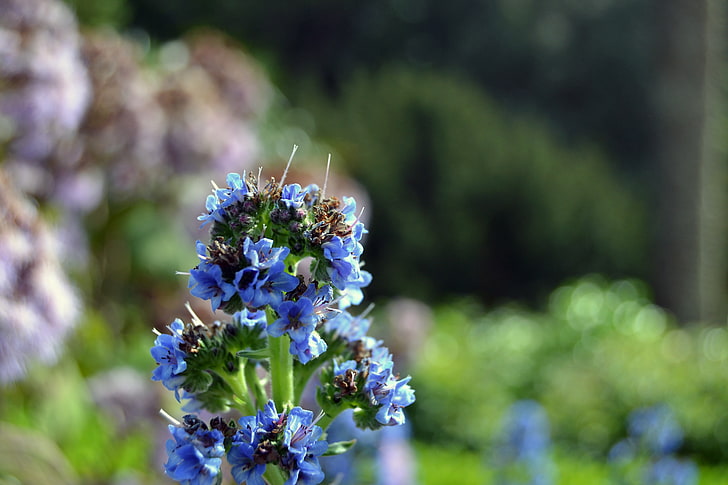 blue bugloss flowers, macro, flowers, blue flowers, plants, HD wallpaper