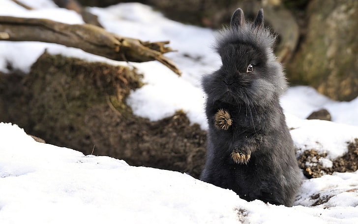 black rabbit, rabbit, fluffy, forest, fright, snow, HD wallpaper