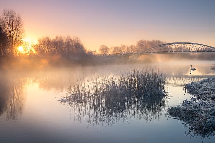 frost, grass, trees, bridge, fog, river, sunrise, dawn, morning, Swan, HD wallpaper