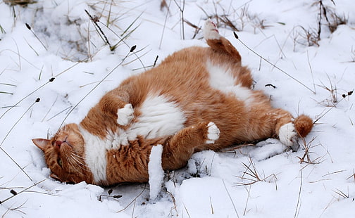 gato tigrado laranja e branco, animais, gato, neve, inverno, HD papel de parede HD wallpaper