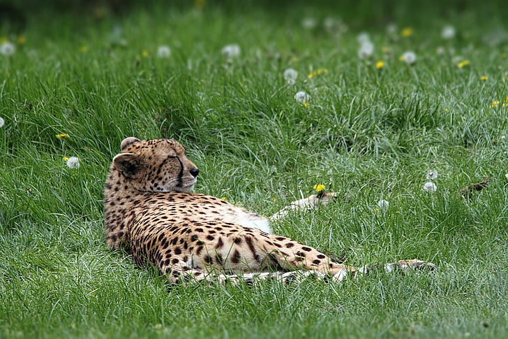 brown and black leopard, cheetah, predator, grass, lies, HD wallpaper