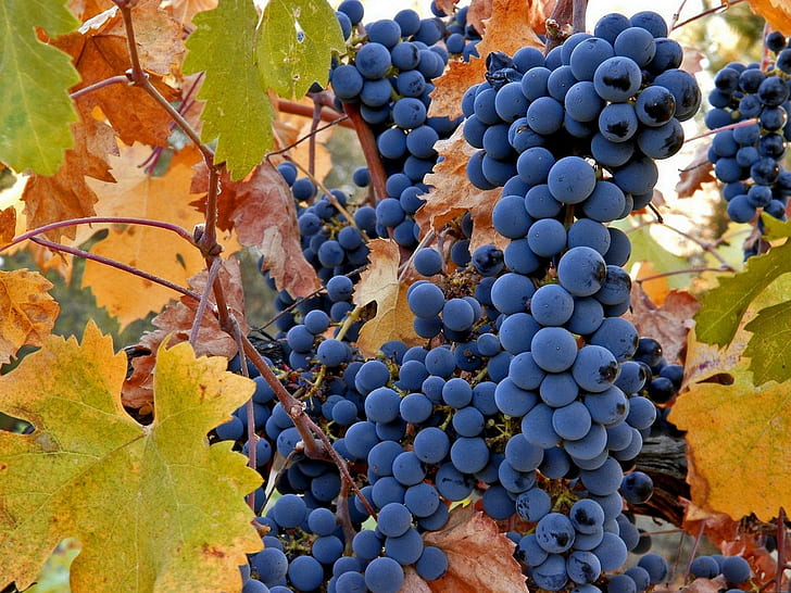 Trauben, Obst, Herbst, Rod, Ernte, Cluster, Blätter, HD-Hintergrundbild
