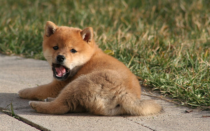 Коричневый щенок, лежа, зевать, коричневый щенок чау-чау, Браун, щенок, лежа, зевать, HD обои