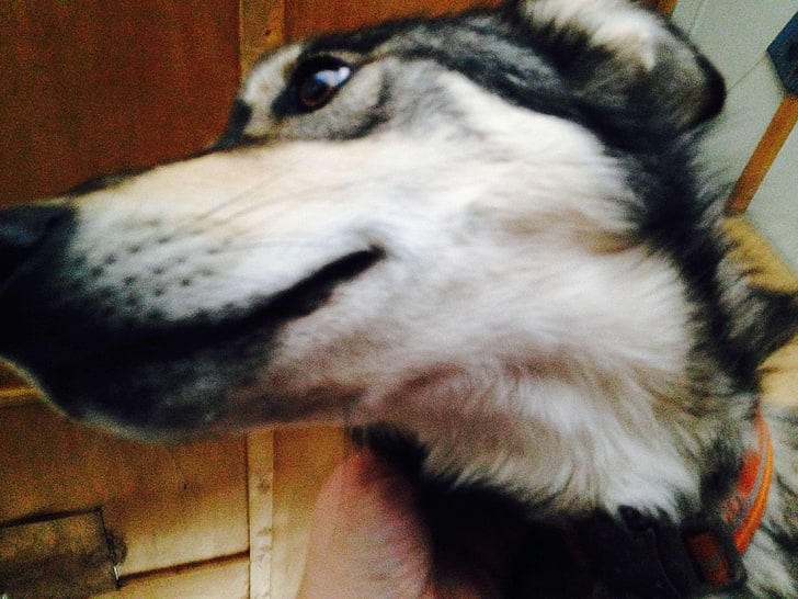 close up, dog, husky, sled dog, HD wallpaper