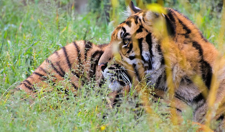 tiger, tiger, grass, predator, big cat, HD wallpaper