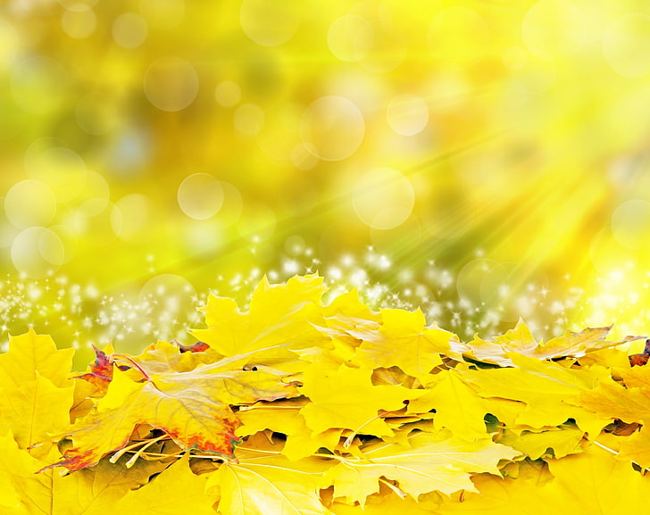 黄色の葉、秋、季節、秋、マジック、自然、美しい、黄色、光線、葉、シーズン、秋、メープル、葉、日光、明るい秋、 HDデスクトップの壁紙