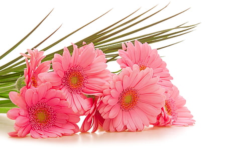 pink gerbera flowers, gerbera, flowers, bouquet, pink, green, HD wallpaper HD wallpaper