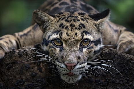 взгляд, лицо, дикая кошка, дымчатый леопард, HD обои HD wallpaper