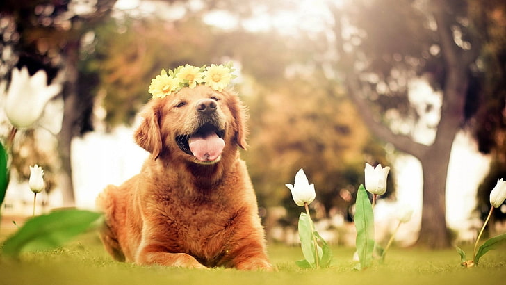 dog, animals, smiling, HD wallpaper