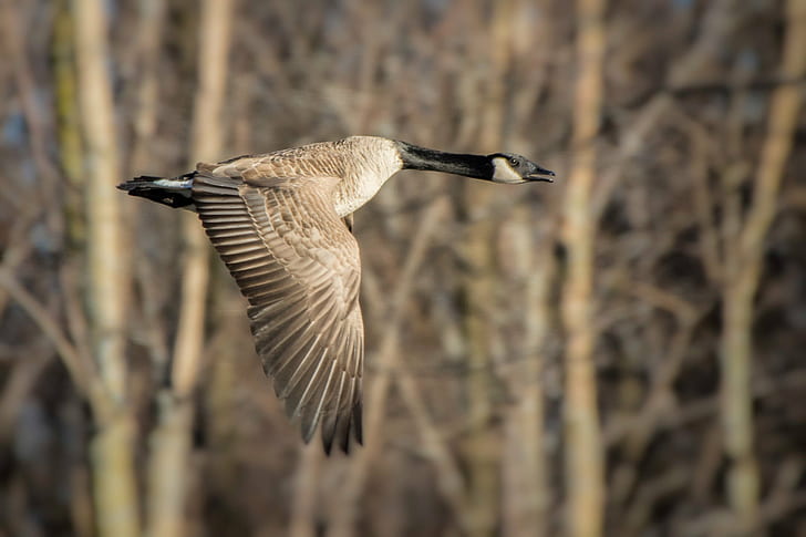 black and gray bird flying during daytime, canada goose, canada goose, Canada Goose, black and gray, bird, daytime, 7D, Mk II, outdoor, canon, sigma, canada  goose, fly, flight, wings, hullett, nature, wildlife, flying, animal, animal Wing, animals In The Wild, outdoors, HD wallpaper