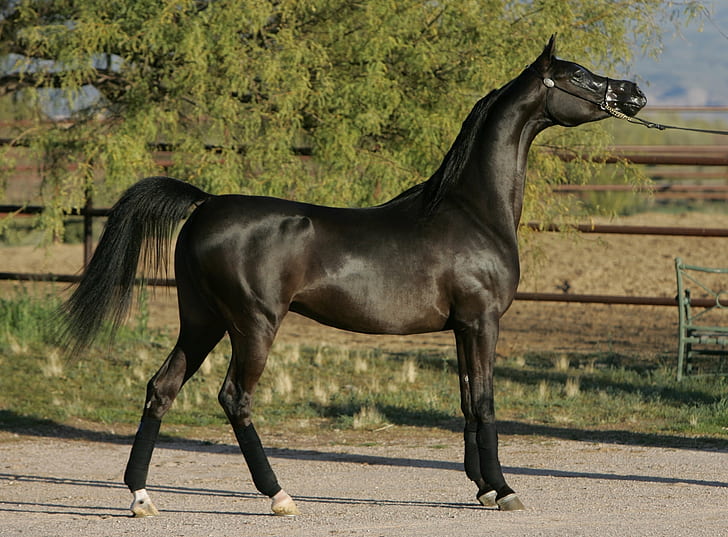 horse, stallion, Arabian horse, HD wallpaper