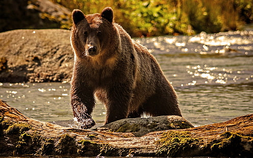 Bear Grizzly Bear HD สัตว์หมีกริซลี่, วอลล์เปเปอร์ HD HD wallpaper