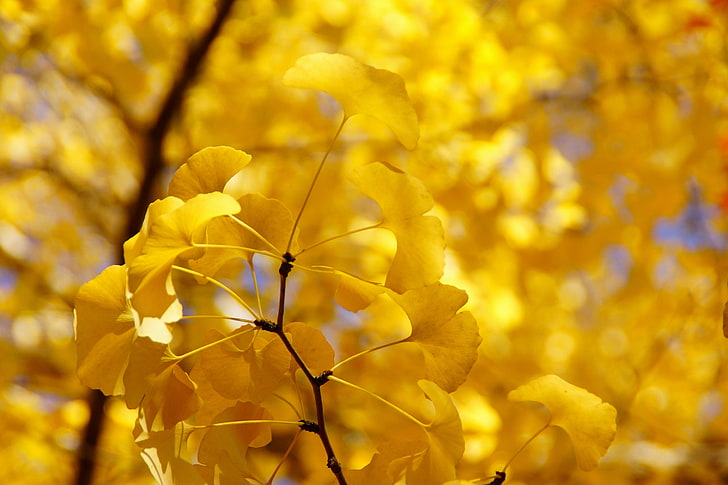 yellow ginkgo leaves, autumn, leaves, tree, branch, yellow, HD wallpaper