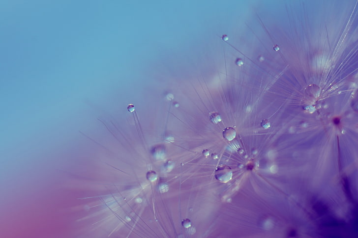 closeup photography of flower digitla wallpaper, dandelion, dew, macro, HD wallpaper