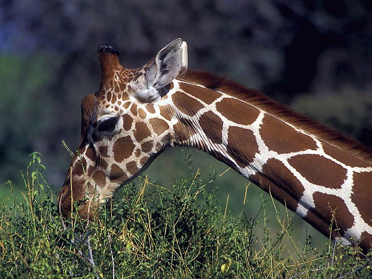 Жираф ест дикую жизнь HD, Жираф, животные, ест, дикая жизнь, Жираф, HD обои