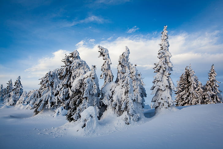 Lillehammer, Norway, forest snow and blue sky photo, snow, trees, spruce, Winter, Lillehammer, snowdrifts, HD wallpaper
