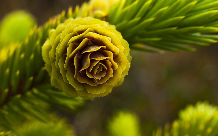 male yellow and brown pinecone, twig, flower, needles, herbs, HD wallpaper