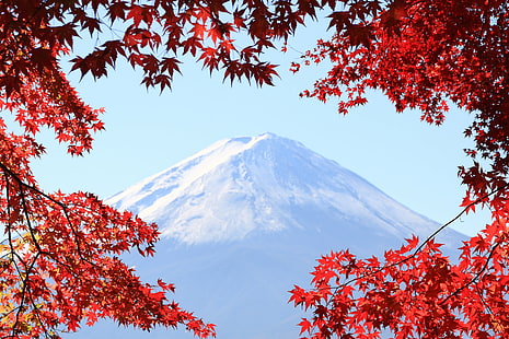 foto gunung yang tertutup salju, mt.fuji, mt.fuji, Mt.Fuji, foto, salju, musim gugur, pemandangan, jepang, maple, langit biru, gunung biru, berwarna, daun, mt Fuji, alam, gunung, di luar ruangan, danau Kawaguchi, gunung berapi, pohon, Wallpaper HD HD wallpaper
