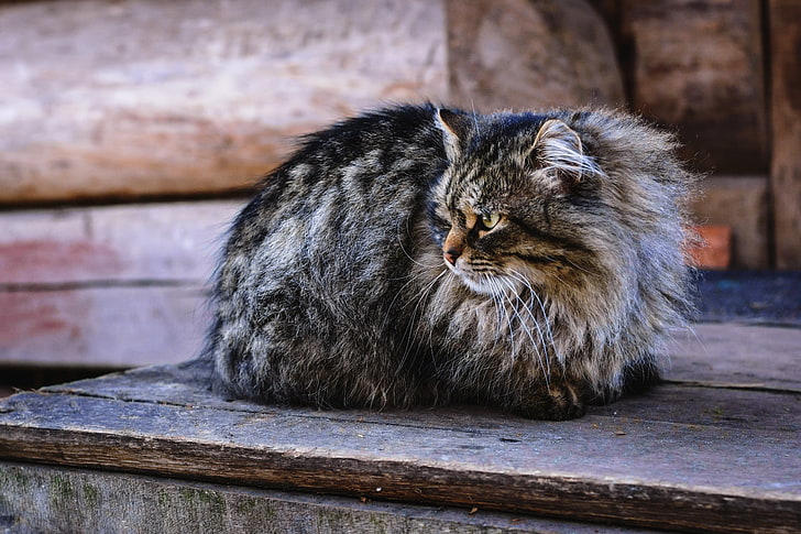 коричневая сибирская кошка, кот, пушистый, сидит, смотрит, HD обои