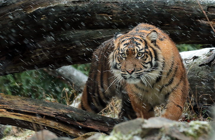 sumatran tiger 4k ดาวน์โหลด hd สำหรับพีซี, วอลล์เปเปอร์ HD