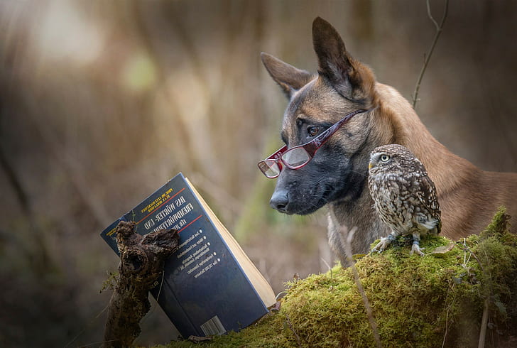 nature animals owl humor reading glasses books branch german moss, HD wallpaper