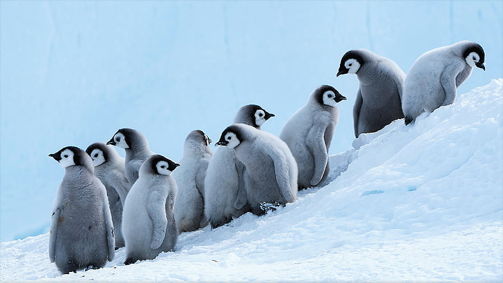 animal, bird, chick, cute, emperor, penguin, HD wallpaper