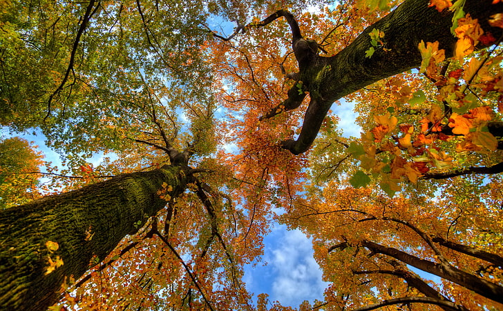Looking up at the Autumn, brown leafed tree, Seasons, Autumn, Colorful, Trees, Leaves, Forest, Colors, Japan, Woods, Fall, canon, photomatix, tamron, ultrawide, 5dmarkii, lookup, snapseed, HD wallpaper