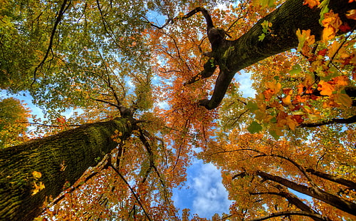 Looking up at the Autumn, brown leafed tree, Seasons, Autumn, Colorful, Trees, Leaves, Forest, Colors, Japan, Woods, Fall, canon, photomatix, tamron, ultrawide, 5dmarkii, lookup, snapseed, HD wallpaper HD wallpaper