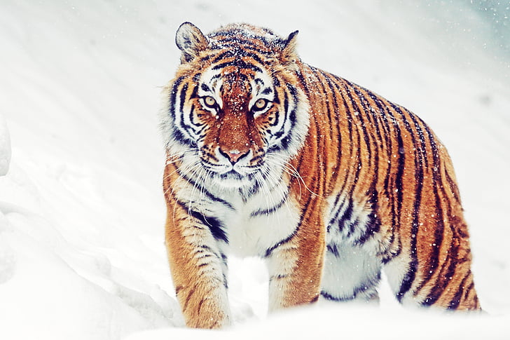 Tigre siberiano, inverno, queda de neve, HD, 5K, HD papel de parede