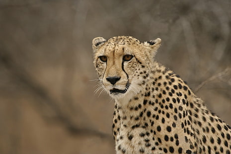 gepard siedzący na uschniętym drzewie, gepard, drzewo, republika południowej afryki, kruger park, afryka, dzika przyroda, safari Zwierzęta, dzikie zwierzęta, nieokreślony kot, natura, zwierzę, sawanna, obszar bezdroża, koci, ssak, afrykański gepard, Afryka wschodnia , safari, mięsożerne, tanzania, kenia, rezerwat przyrody, rezerwat narodowy masai Mara, zagrożone gatunki, park narodowy serengeti, Tapety HD HD wallpaper