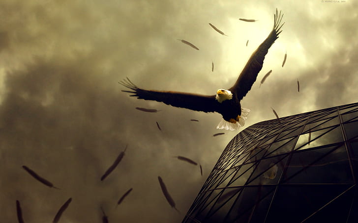 Eagle Flight, eagle, flight, animals and birds, HD wallpaper