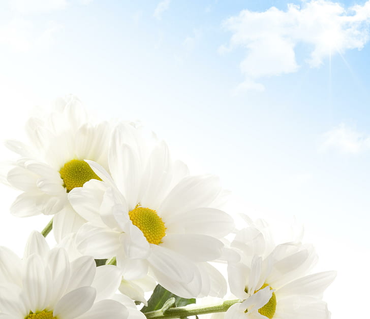 Бели гербери, бели, цветя, гербери, природа, сини, HD тапет