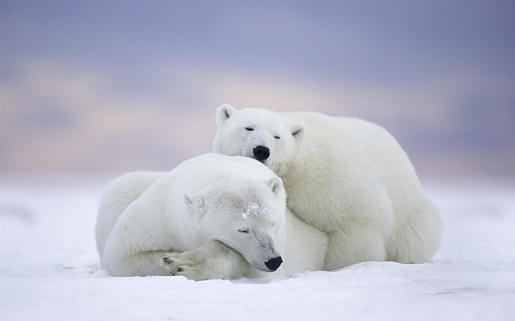 Арктический национальный заповедник, Аляска, семья белых медведей, сон, Арктика, Национальный, Дикая природа, Аляска, Полярный, Медведи, Семья, Осень, Сон, HD обои