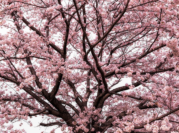 Fleur de cerisier japonais rose tendre, fleur de cerisier, saisons, printemps, rose, fleurs, arbre, nuageux, parc, sakura, shinyokohama, fleurs de cerisier, hanami, Fond d'écran HD