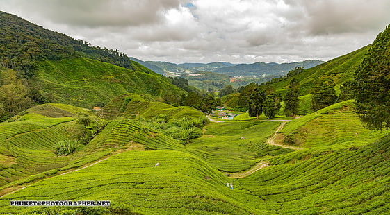 aerial view of green grass field, cameron highlands, malaysia, cameron highlands, malaysia, Beautiful, landscapes, Cameron Highlands, tea, flower, capital, Malaysia, aerial view, green grass, people, asian, hat, moto, motorcycle, cruise, travel, trip, voyage, sky  blue, blue  grass, grass  green, green  leaf, leathes, mountain, cameron  highlands, hotel, resort, cloud, mist, animal, nature, geo, net, web, tree, thailand, phuket, kedah, home  house, камерон, мото, landscape, hill, asia, scenics, agriculture, rural Scene, outdoors, valley, green Color, terraced Field, cultures, farm, HD wallpaper HD wallpaper