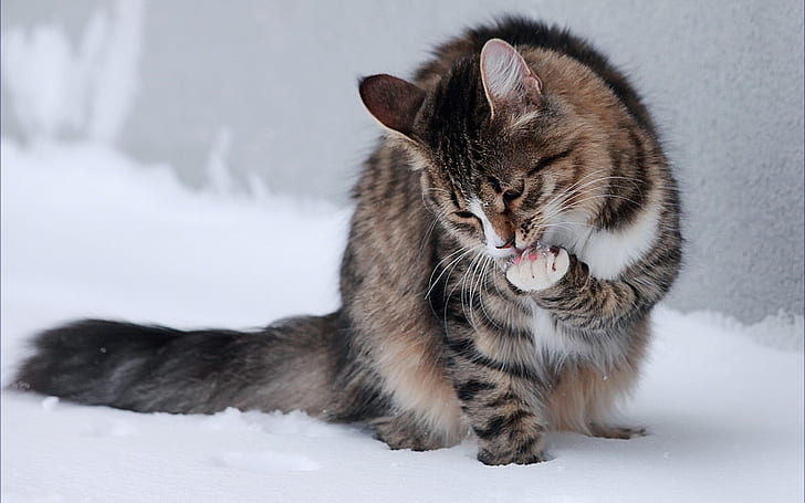 saison d'hiver neige chats animaux en plein air chatons séries télé 1920x1200 Nature hiver HD Art, neige, hiver (saison), Fond d'écran HD