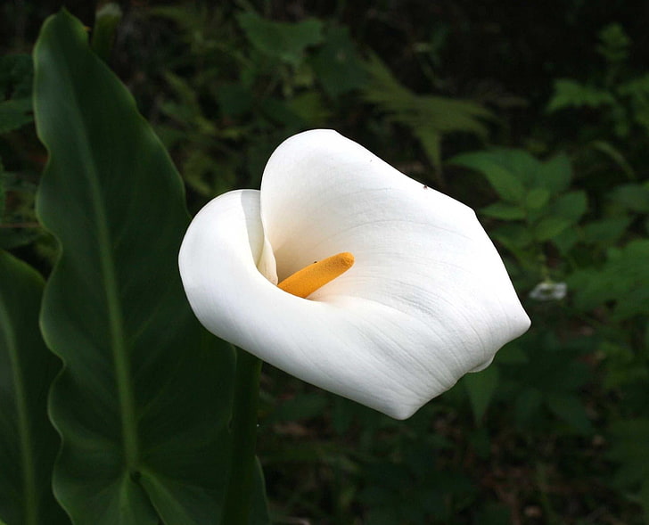 white tulip lower, calla, flower, snow-white, stamen, close-up, HD wallpaper