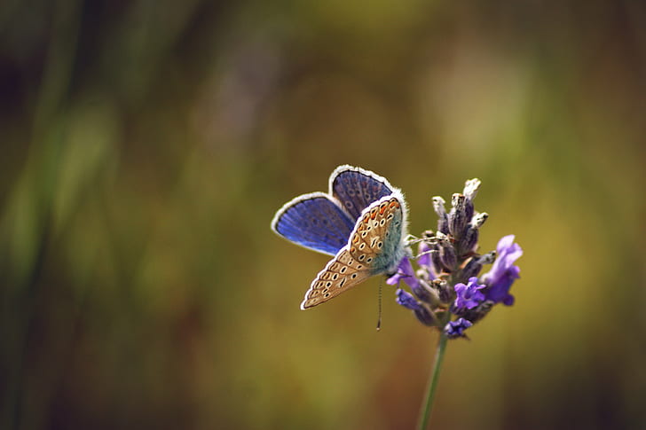 selektywna fotografia fioletowego i brązowego motyla na kwiatku fioletowym, motyl, motyl, motylek niebieski, selektywny, fotografia, fioletowo-brązowy, kwiat purpurowy, błękit pospolity, motyl niebieski, owad, lawenda, bokeh, natura, motyl - owad, lato, piękno w przyrodzie, zwierzę, zbliżenie, kwiat, zwierzę Skrzydło, makro, wielobarwny, roślina, Tapety HD