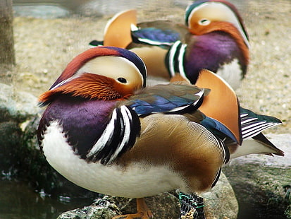 animals, duck, birds, mandarin duck, HD wallpaper HD wallpaper