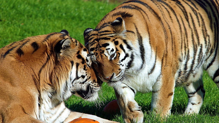 tigers, pair, big cats, predators, HD wallpaper