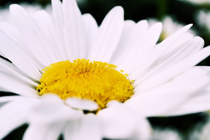 weißes Gänseblümchen, Frühling, Blumen, Regen, Tulpen, frisch, Gänseblümchen, HD-Hintergrundbild
