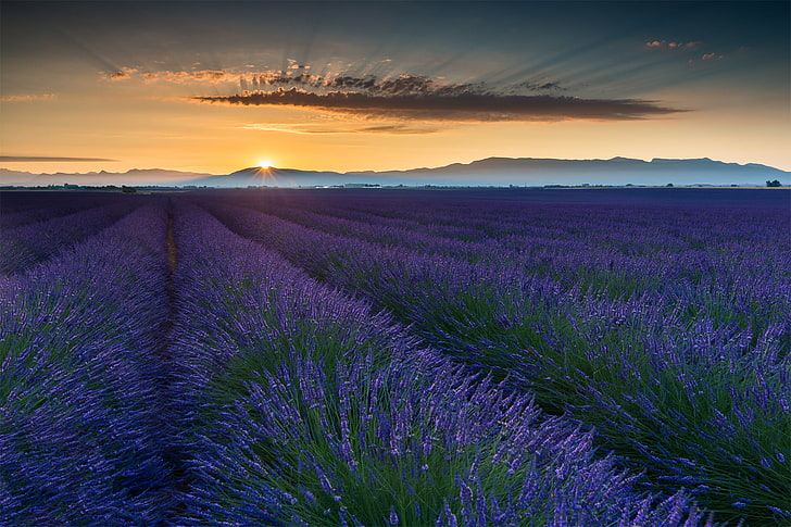 purple petaled flowers field, field, summer, the sun, flowers, France, lavender, Provence, June, HD wallpaper
